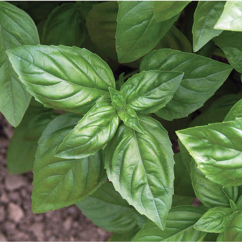 Genovese Heirloom Basil 4