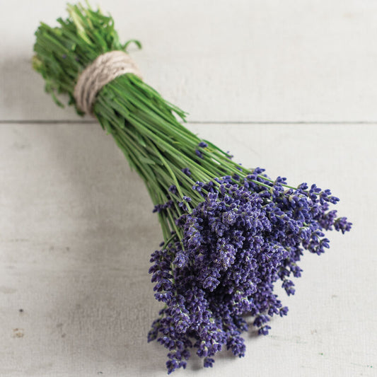 Culinary Ellagance Purple Lavender 4" Pot