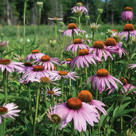 Echinacea Purpurea Coneflower 4" Pot -Perennial