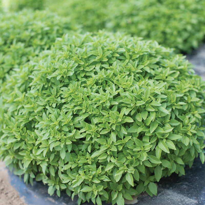 Bush Basil 4" Pot