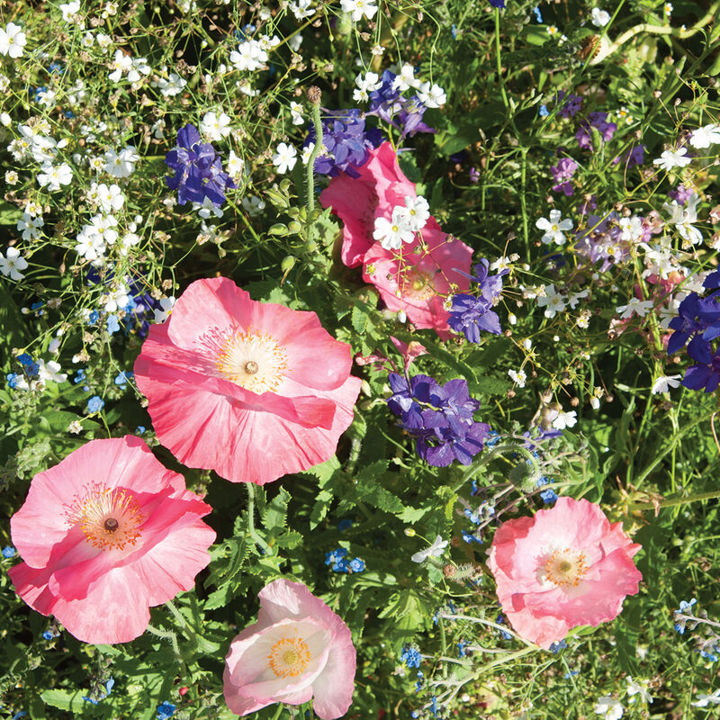 Pollinator Shade Wildflower Mix 6 Pack *Staff Favorite