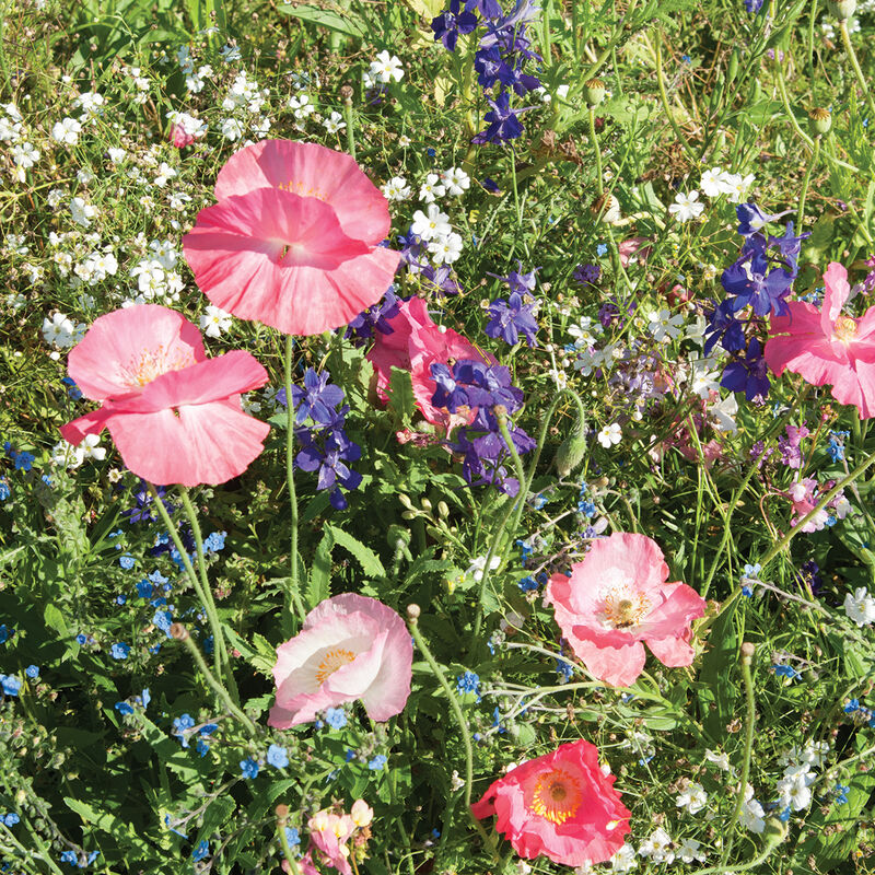 Pollinator Shade Wildflower Mix 6 Pack *Staff Favorite