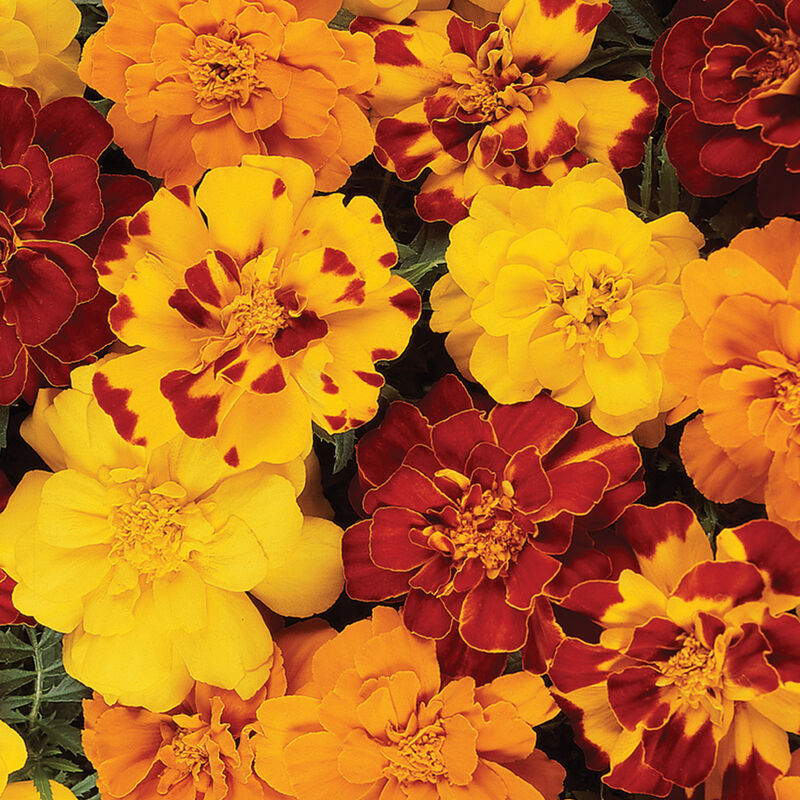 Durango Mix Marigold 6 Pack