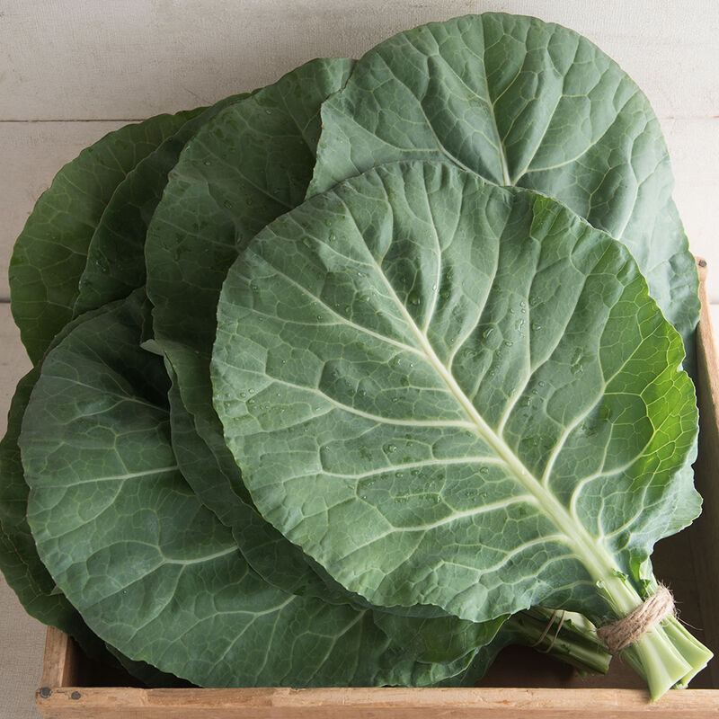 Flash Collard 6 Pack