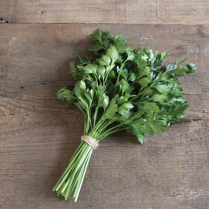 Giant of Italy Parsley 4" Pot