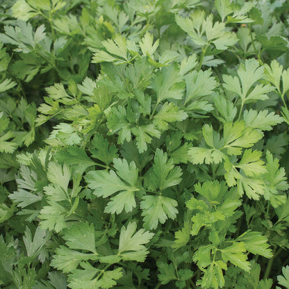 Giant of Italy Parsley 4" Pot