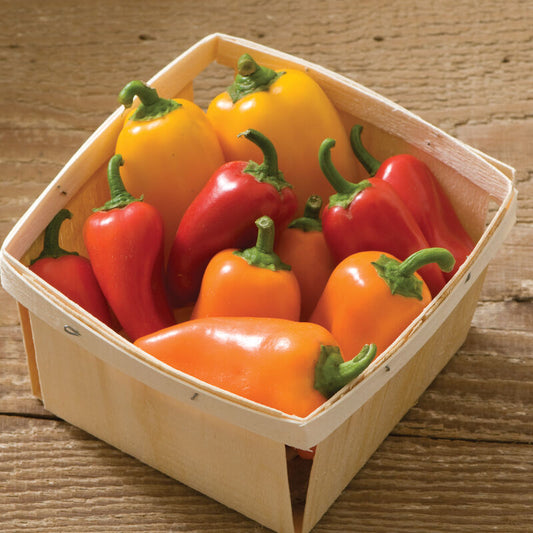 Lunchbox Pepper 4" Pot