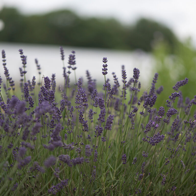 Culinary Ellagance Purple Lavender 4" Pot