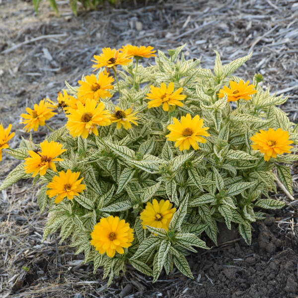 Proven Winners Bit of Honey Heliopsis