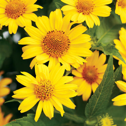 Proven Winners 'Tuscan Sun' (Perennial Sunflower) Heliopsis 1 Gallon