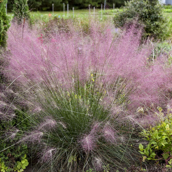 Walter's Gardens Muhly Grass 1 Gallon (*NOT PROVEN WINNERS)