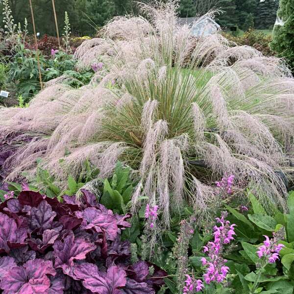 Walter's Gardens Muhly Grass 1 Gallon (*NOT PROVEN WINNERS)