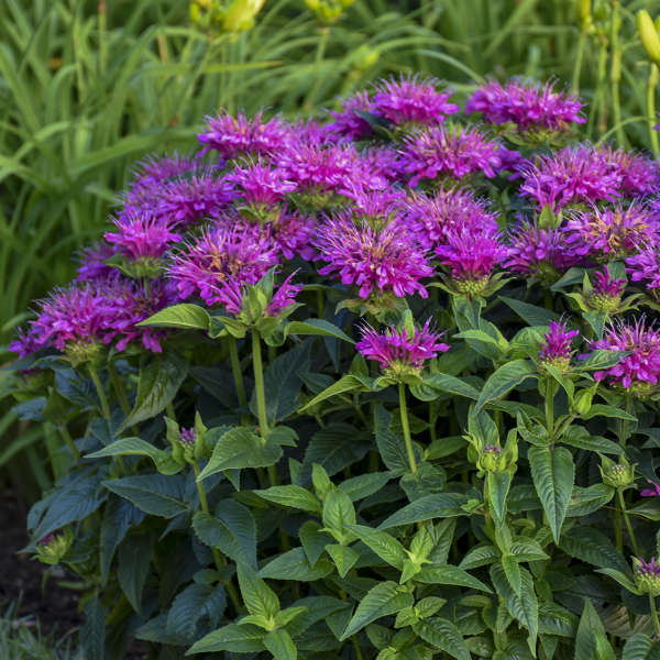 Proven Winners Pardon My Purple Monarda