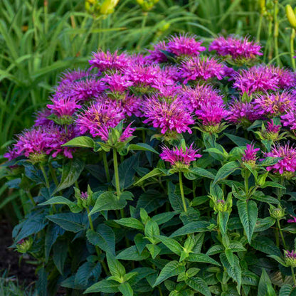 Proven Winners Pardon My Purple Monarda