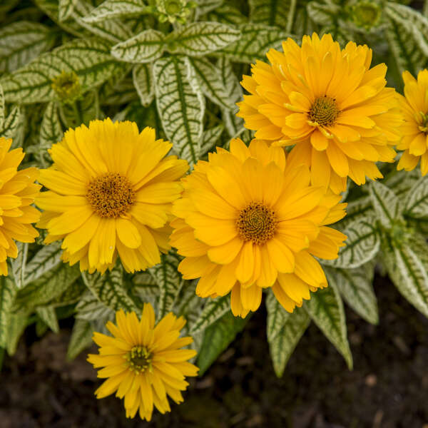 Proven Winners Bit of Honey Heliopsis