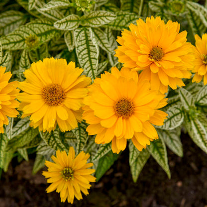 Proven Winners Bit of Honey Heliopsis