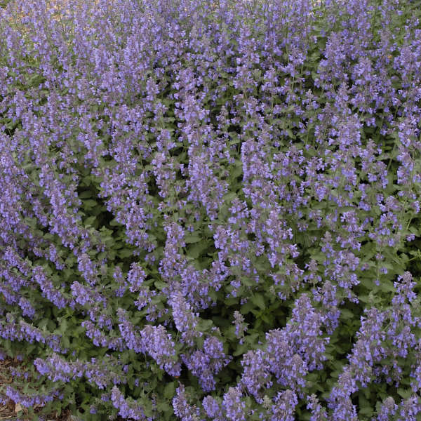 Walter's Gardens 'Walker's Low' Nepeta 1 Gallon (POPULAR IN THE SOUTH & LOOSE COTTAGEY GROWING HABIT)