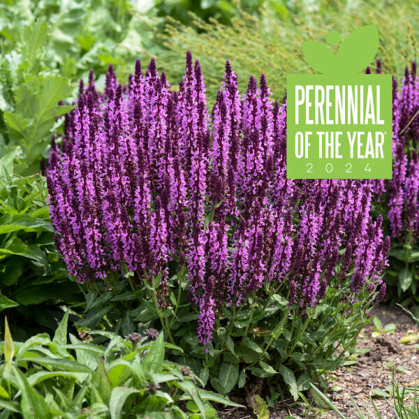 Proven Winners Pink Profusion Salvia