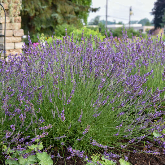 Walter's Gardens Phenomenal Lavender