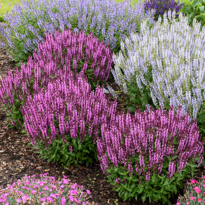 Proven Winners Pink Profusion Salvia