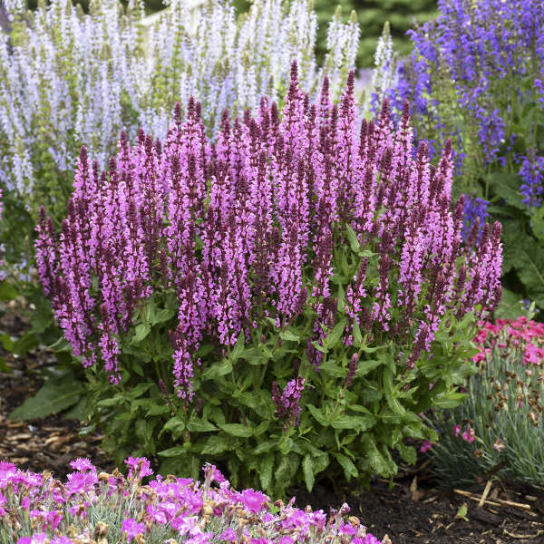 Proven Winners Pink Profusion Salvia