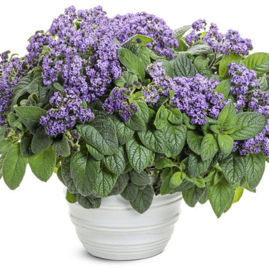 Proven Winners Aromagica® Purple Heliotrope