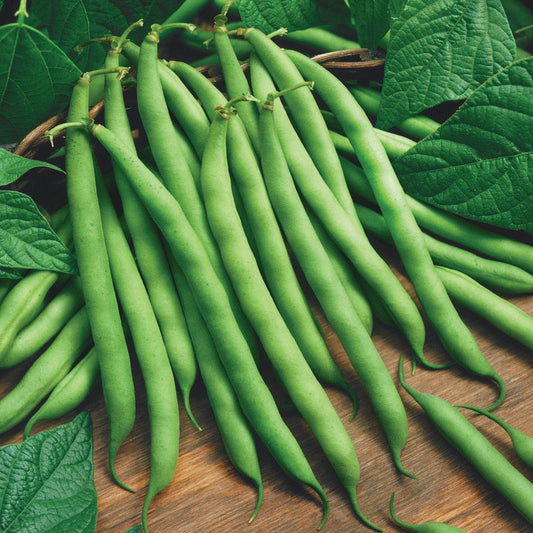 Blue Lake Bush Beans 4" Pot