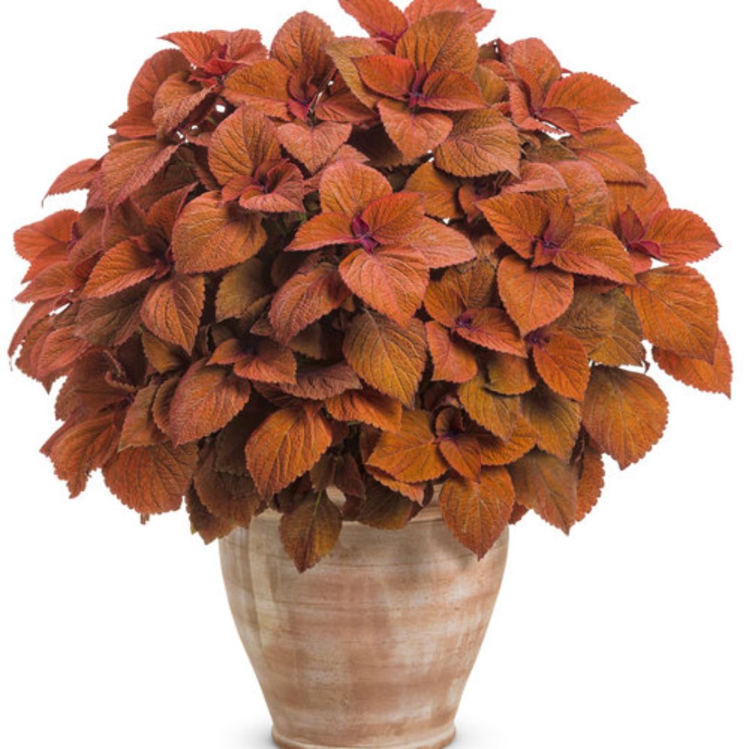 Proven Winners ColorBlaze® Sedona Sunset Coleus