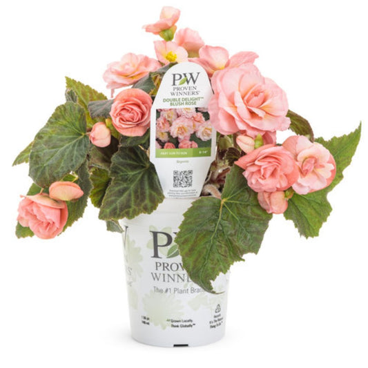 Proven Winners Double Delight® Blush Rose Begonia