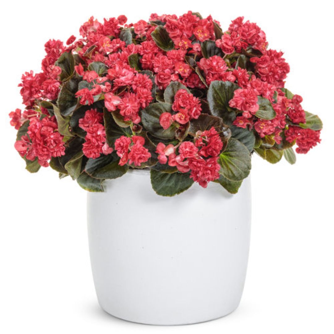 Proven Winners Double Up® Red Begonia