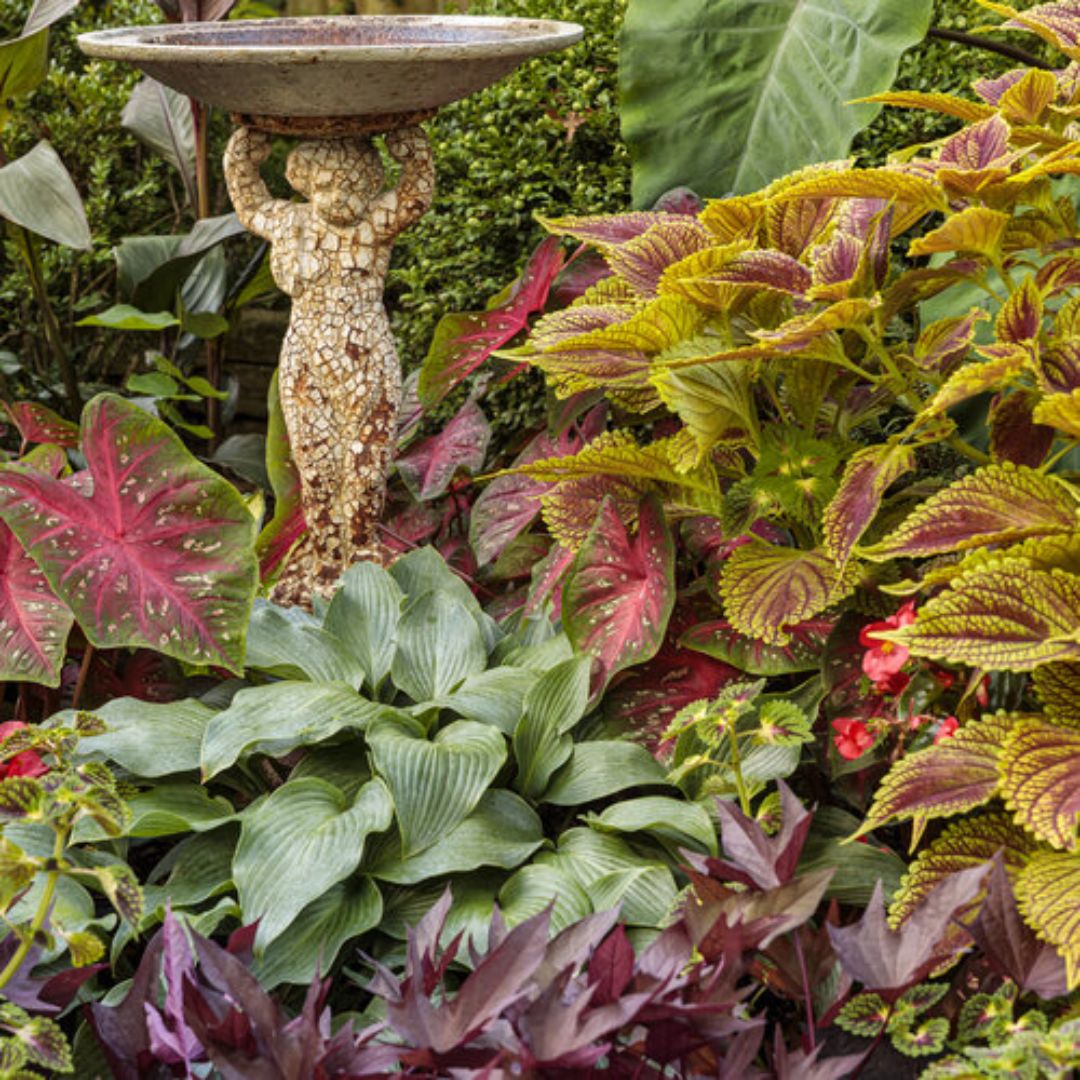 Proven Winners ColorBlaze® Golden Dreams Coleus