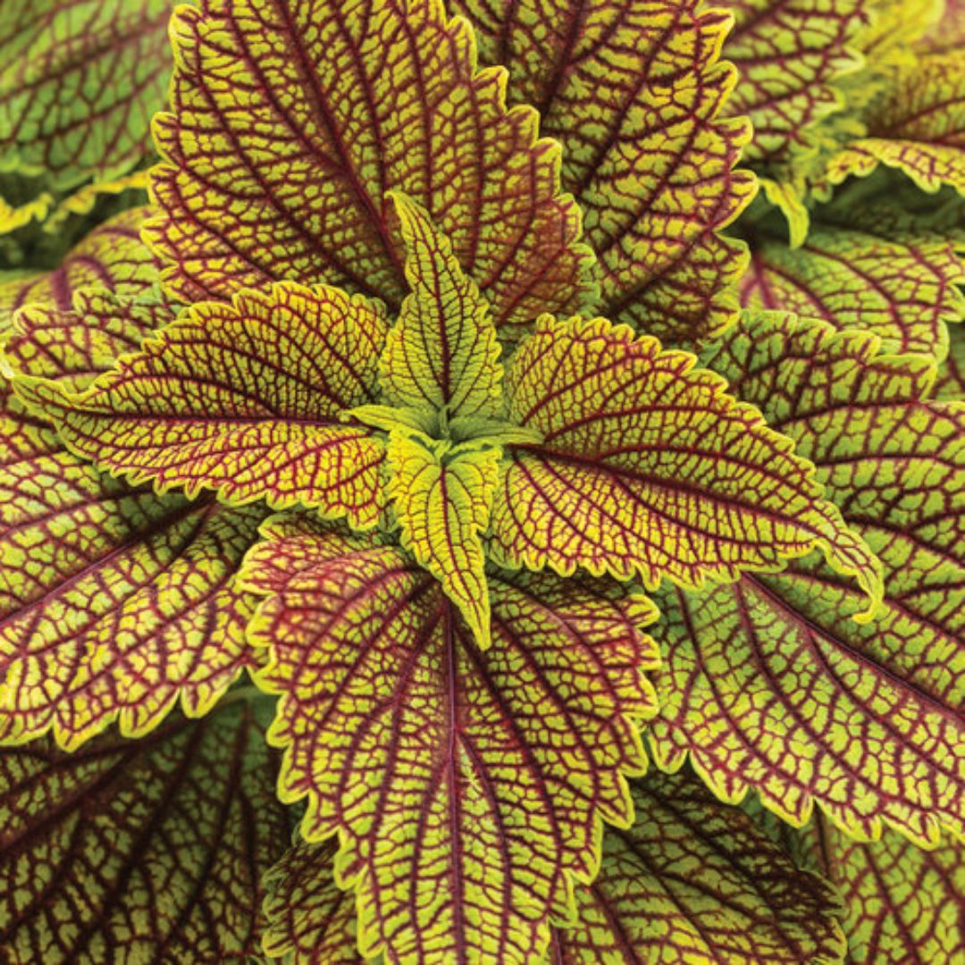 Proven Winners ColorBlaze® Golden Dreams Coleus