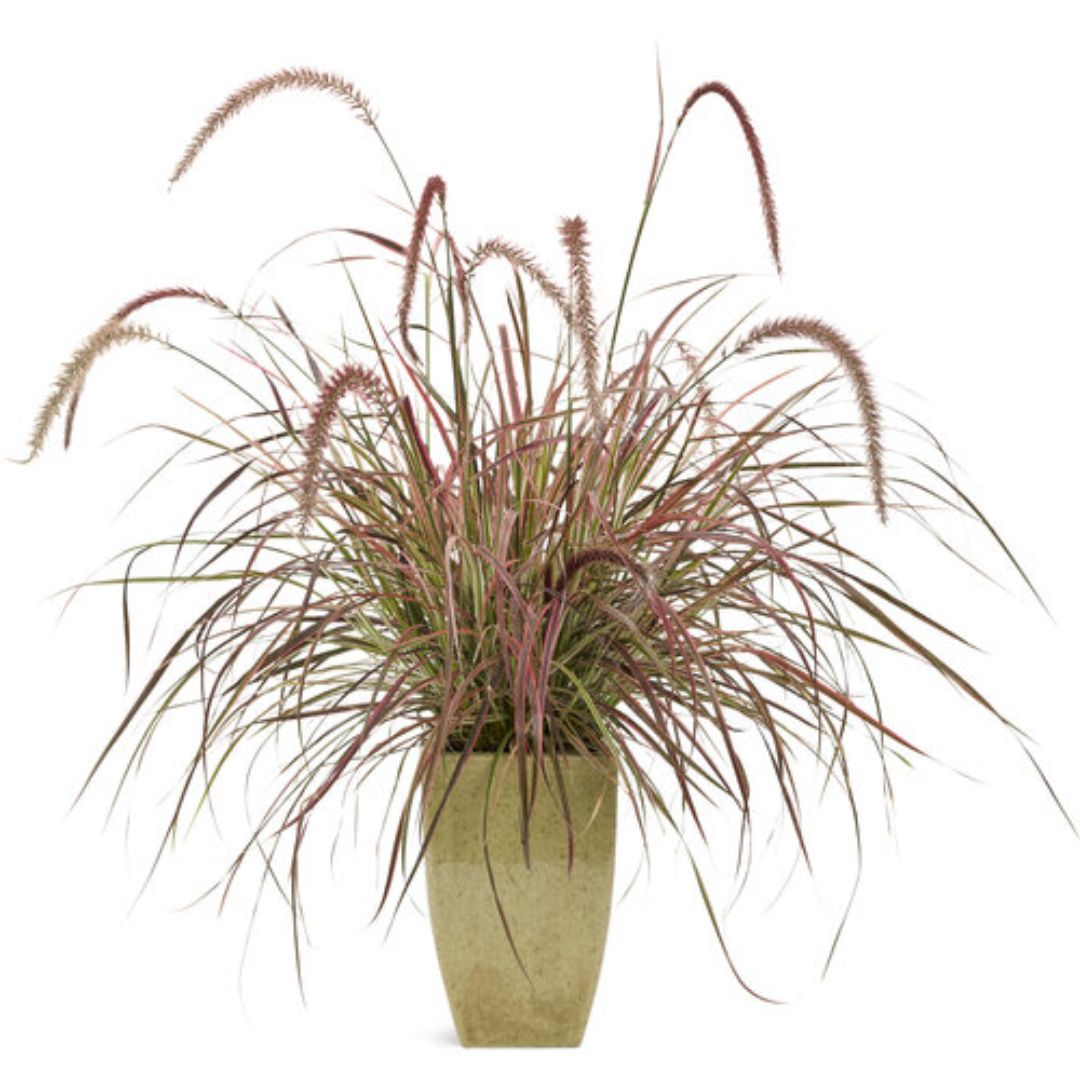 Proven Winners Graceful Grasses® 'Fireworks' Pennisetum