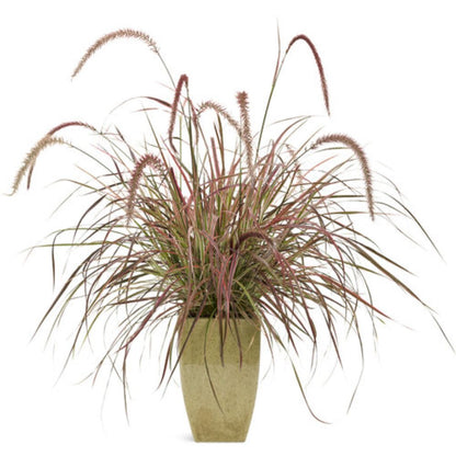 Proven Winners Graceful Grasses® 'Fireworks' Pennisetum