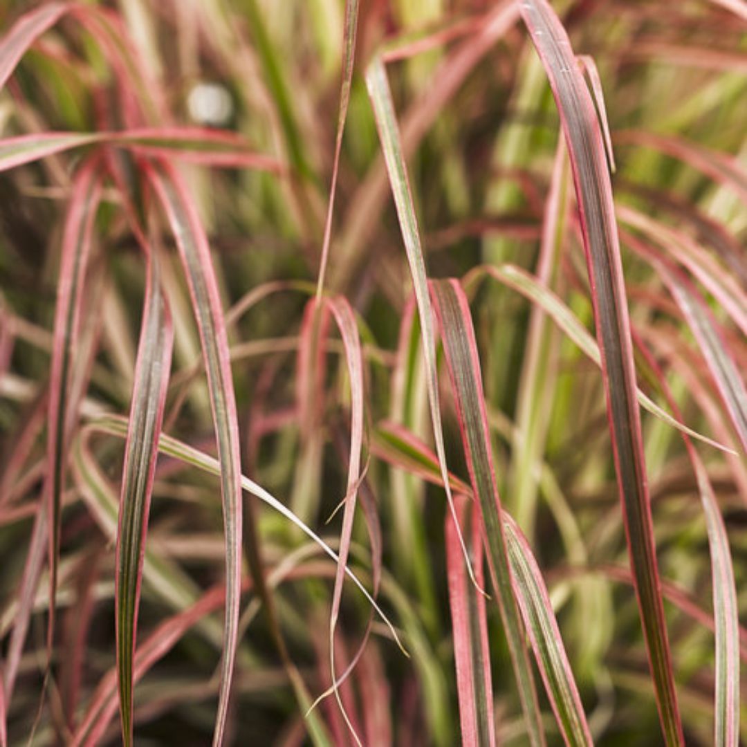 Proven Winners Graceful Grasses® 'Fireworks' Pennisetum