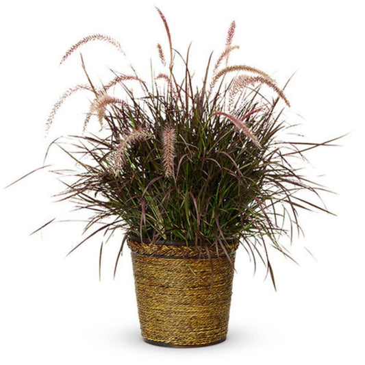 Proven Winners Graceful Grasses® Purple Fountain Grass Pennisetum