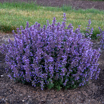 Proven Winners Cat's Pajamas Nepeta 1 Gallon (SMALL & TIDY FOR BORDERS)