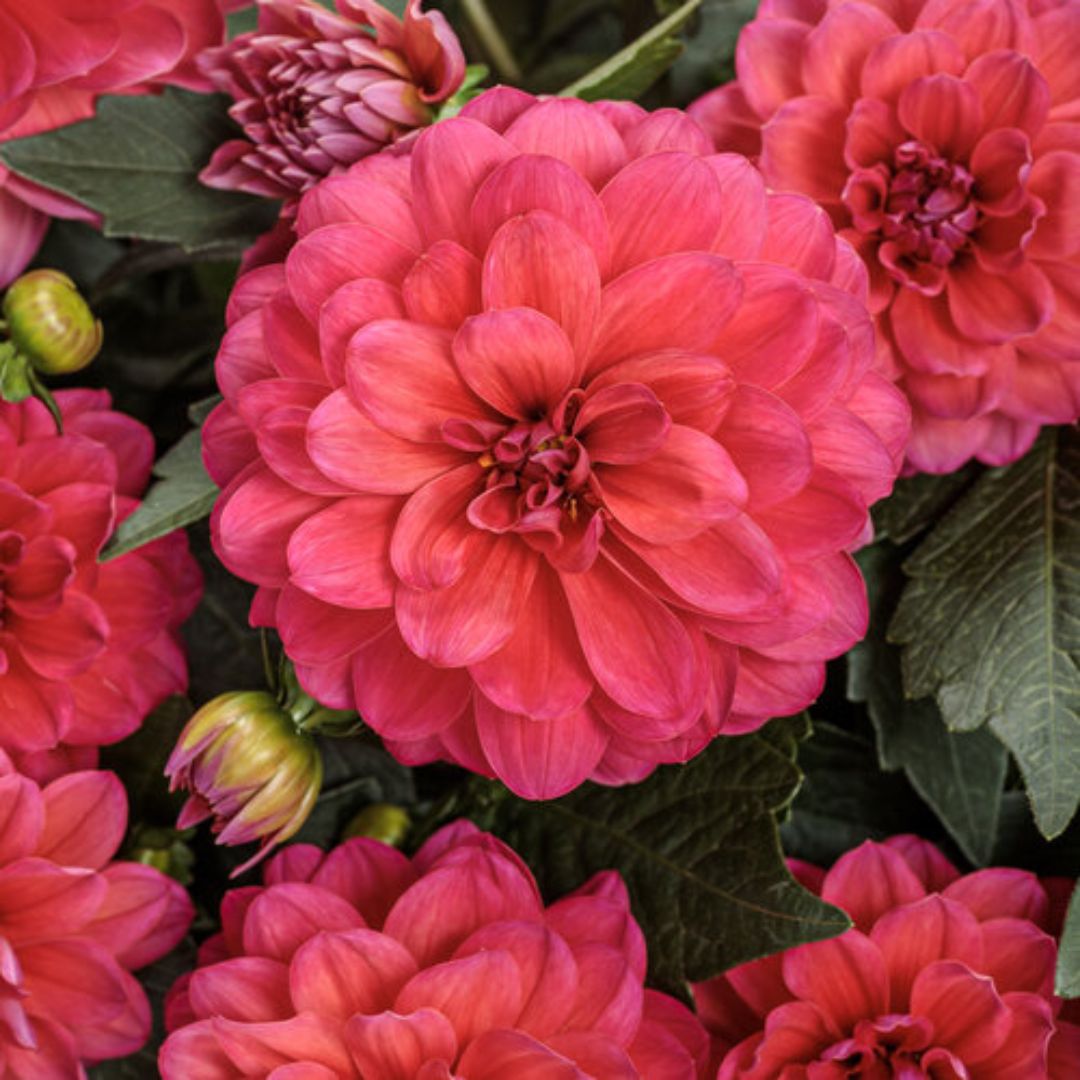 Proven Winners Virtuoso™ Rad Raz™ Dahlia