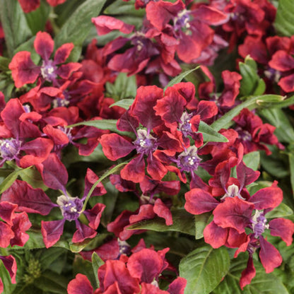 Proven Winners Totally Tempted® Richly Red Cuphea