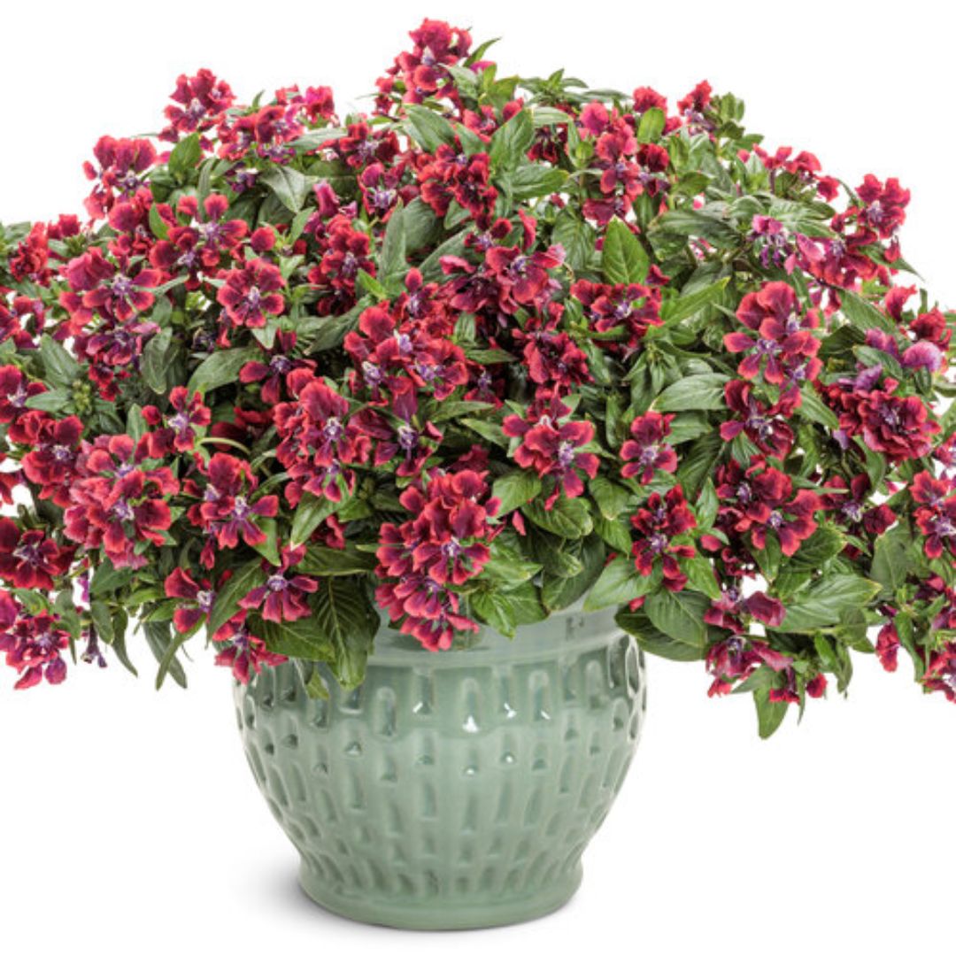 Proven Winners Totally Tempted® Richly Red Cuphea