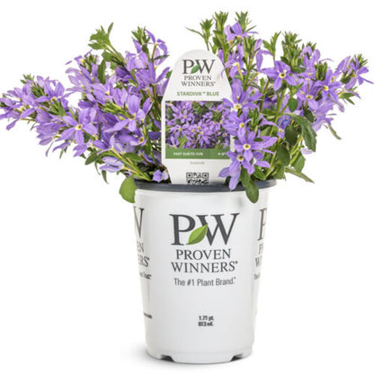 Proven Winners Stardiva® Blue Scaevola