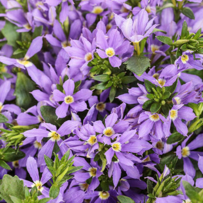 Proven Winners Stardiva® Blue Scaevola