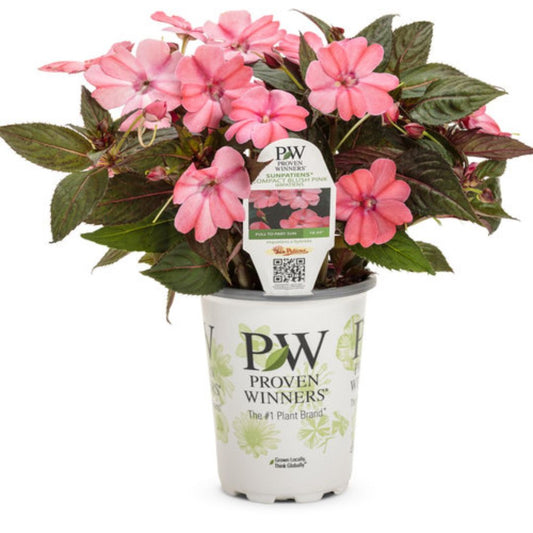 Proven Winners SunPatiens® Compact Blush Pink