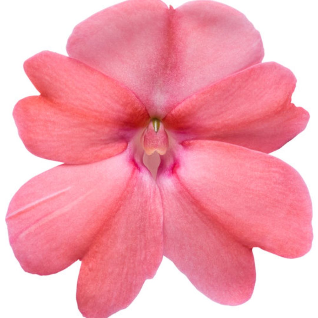 Proven Winners SunPatiens® Compact Blush Pink