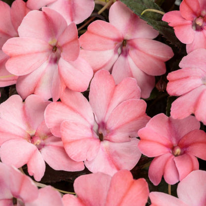 Proven Winners SunPatiens® Compact Blush Pink