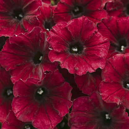 Proven Winners Supertunia® Black Cherry®