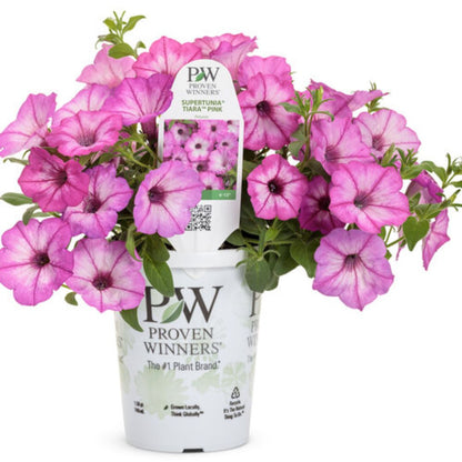 Proven Winners Supertunia Tiara Pink