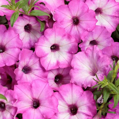 Proven Winners Supertunia Tiara Pink