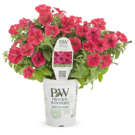 Proven Winners Supertunia Vista® Paradise