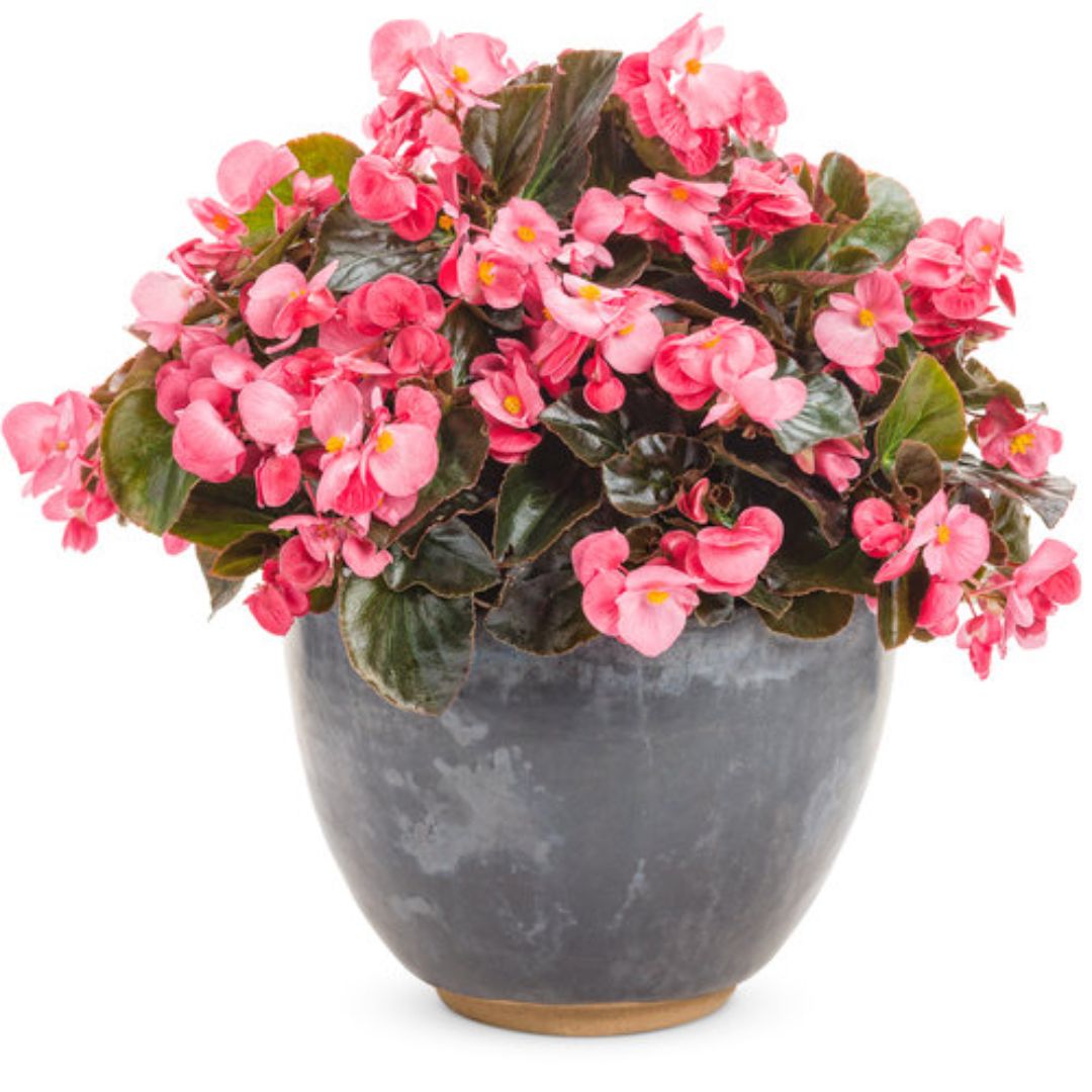 Proven Winners Surefire® Rose Begonia